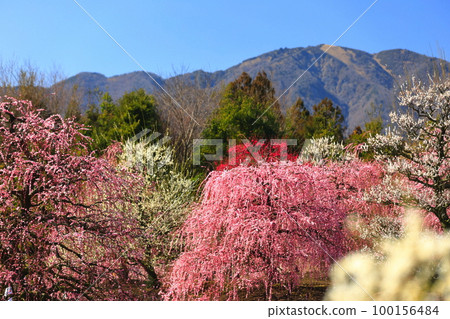 【三重縣】鈴鹿森林公園和梅花盛開的鈴鹿山 【三重縣】鈴鹿森林公園和梅花盛開的鈴鹿山 100156484