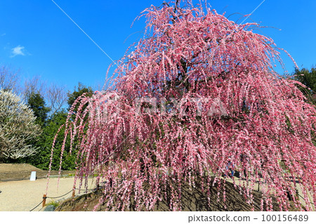 [Mie Prefecture] Suzuka Forest Garden and Suzuka Mountains with plum blossoms in full bloom 100156489