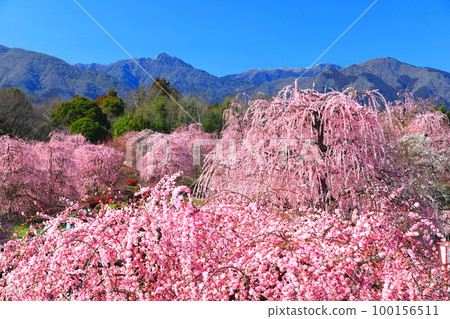 [Mie Prefecture] Suzuka Forest Garden and Suzuka Mountains with plum blossoms in full bloom 100156511