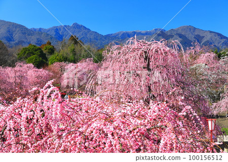 [Mie Prefecture] Suzuka Forest Garden and Suzuka Mountains with plum blossoms in full bloom 100156512