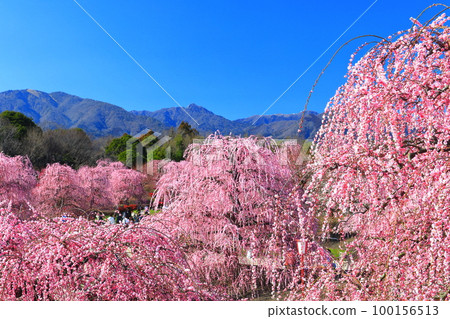 【三重縣】鈴鹿森林公園和梅花盛開的鈴鹿山 【三重縣】鈴鹿森林公園和梅花盛開的鈴鹿山 100156513