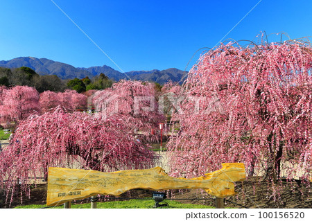 【三重縣】鈴鹿森林公園和梅花盛開的鈴鹿山 【三重縣】鈴鹿森林公園和梅花盛開的鈴鹿山 100156520