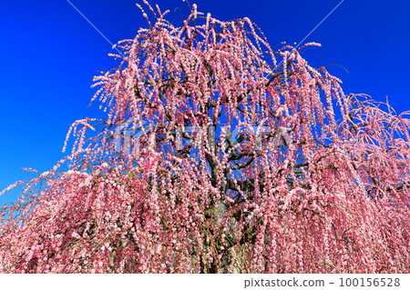 [Mie Prefecture] Suzuka Forest Garden with plum blossoms in full bloom 100156528