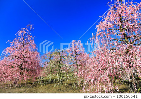 【三重縣】梅花盛開的鈴鹿之森庭園 【三重縣】梅花盛開的鈴鹿之森庭園 100156541