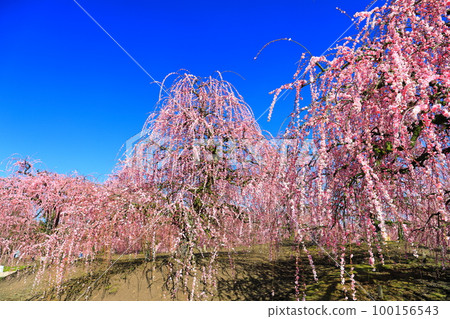 [Mie Prefecture] Suzuka Forest Garden with plum blossoms in full bloom 100156543