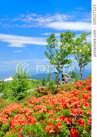 Mizugahara Plate的Lenzoe杜鵑花 Mizugahara Plate的Lenzoe杜鵑花 100157123