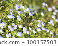 Small light blue flower "Oinu no fuguri" that announces the arrival of spring 100157503