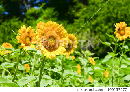 夏季形象的明亮黃色向日葵田 100157977