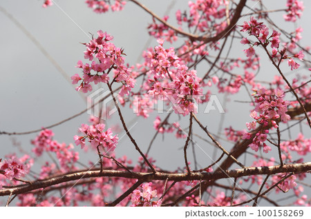 Phaya suae flower  100158269
