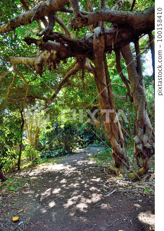 Amami Oshima: Mysterious banyan tree in Rokabe 100158410