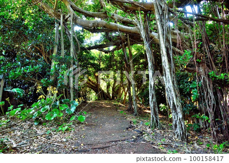 Amami Oshima: Mysterious banyan tree in Rokabe 100158417