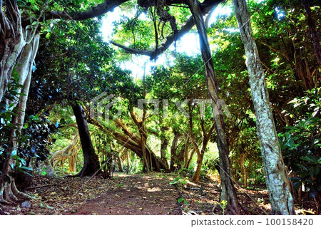 Amami Oshima: Mysterious banyan tree in Rokabe 100158420