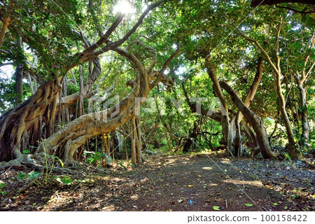 Amami Oshima: Mysterious banyan tree in Rokabe 100158422