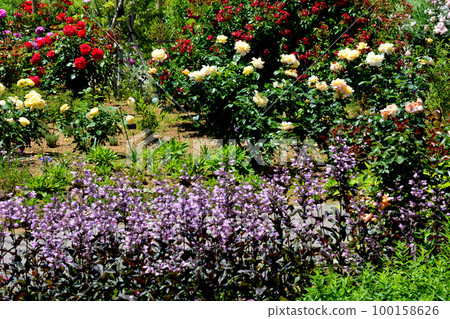 I went to Ibaraki Flower Park #106 100158626