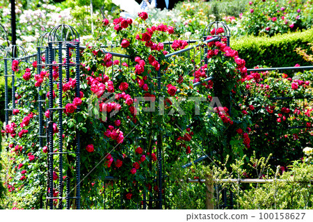 I went to Ibaraki Flower Park #107 100158627