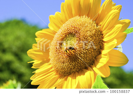 Bright yellow big sunflower and bee for summer image 100158837
