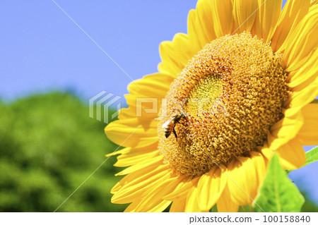 Bright yellow big sunflower and bee for summer image 100158840