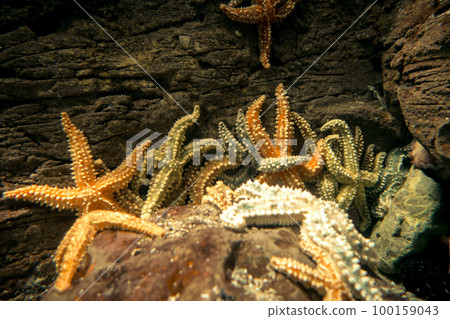 Starfish in ocean 100159043