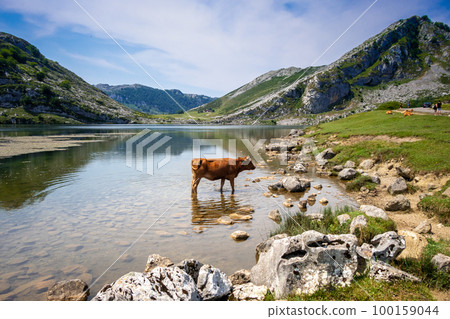 Cows around lake Enol in Picos de Europa, Asturias, Spain Cows around lake Enol in Picos de Europa, Asturias, Spain 100159044