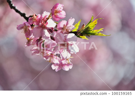 河津櫻花 河津櫻花 100159165