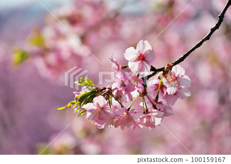 河津櫻花 河津櫻花 100159167