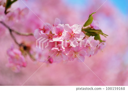 Kawazu cherry tree 100159168