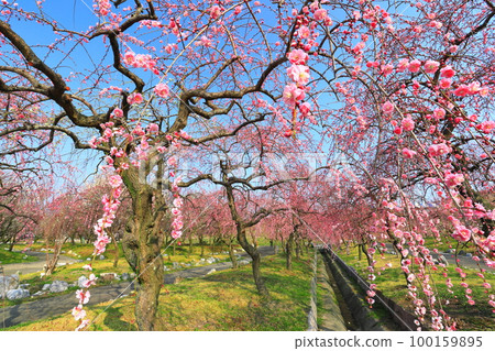 【三重縣】因鍋梅林公園梅花盛開 【三重縣】因鍋梅林公園梅花盛開 100159895