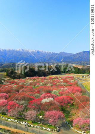 【三重縣】因鍋梅林公園和鈴鹿連山的梅花盛開 【三重縣】因鍋梅林公園和鈴鹿連山的梅花盛開 100159931
