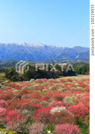 [Mie Prefecture] Plum blossoms in full bloom at Inabe Bairin Park and the Suzuka Mountains 100159933
