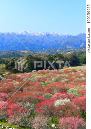 [Mie Prefecture] Plum blossoms in full bloom at Inabe Bairin Park and the Suzuka Mountains 100159935