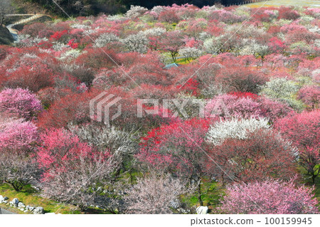 【三重縣】因鍋梅林公園梅花盛開 【三重縣】因鍋梅林公園梅花盛開 100159945