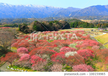 【三重縣】因鍋梅林公園和鈴鹿連山的梅花盛開 【三重縣】因鍋梅林公園和鈴鹿連山的梅花盛開 100159965