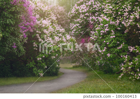 White and pink lilac bushes blooming in spring garden White and pink lilac bushes blooming in spring garden 100160413