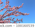 Kawazu cherry blossoms in full bloom in Jogashima Park against the blue sky of the Miura Peninsula [February] 100160539