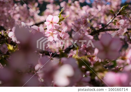 燈光下的河津櫻花 100160714