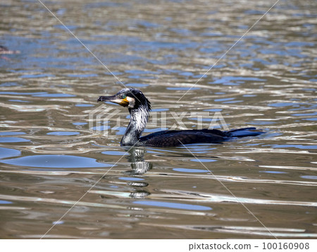 鸕鶿在河裡游泳捕魚 100160908