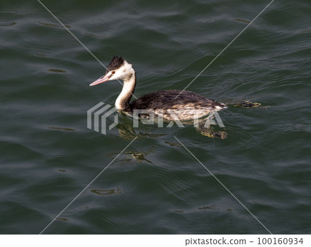 Great Crested Grebe in winter plumage in the river 100160934