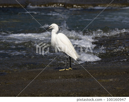 一隻小白鷺在河裡找小魚 (shirouo) 吃 一隻小白鷺在河裡找小魚 (shirouo) 吃 100160947