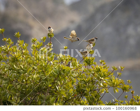 Several sparrows perched on the branches of a bottlebrush Several sparrows perched on the branches of a bottlebrush 100160968