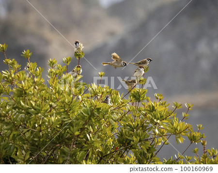 Several sparrows perched on the branches of a bottlebrush 100160969