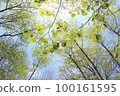 Mt. Takao in spring, fresh greenery coloring the trail [May] 100161595