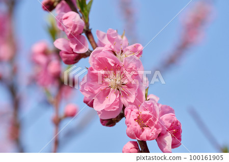 Peach Blossom Festival Peach Blossom Festival 100161905