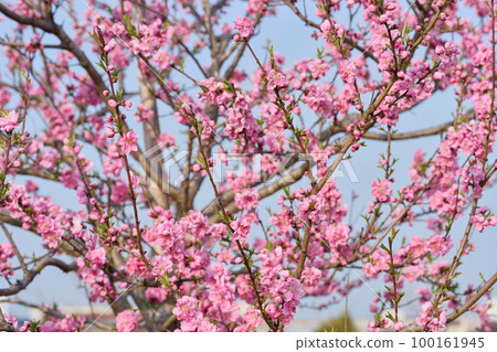 Peach Blossom Festival Peach Blossom Festival 100161945