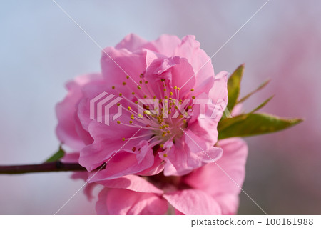 桃花節 100161988