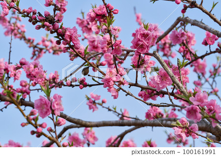 Peach Blossom Festival 100161991