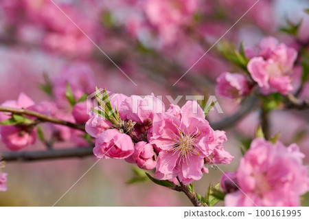 Peach Blossom Festival 100161995