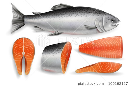 Salmon red fish, vector realistic isolated illustration 100162127
