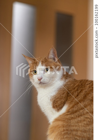 坐在貓棕色老虎白色 100162199