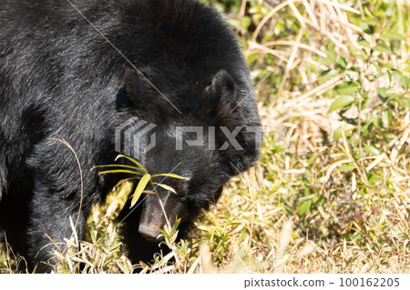 Asian black bears Asian black bears 100162205