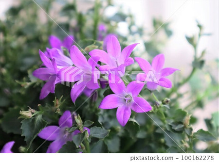 Berries [Bellflower] 100162278